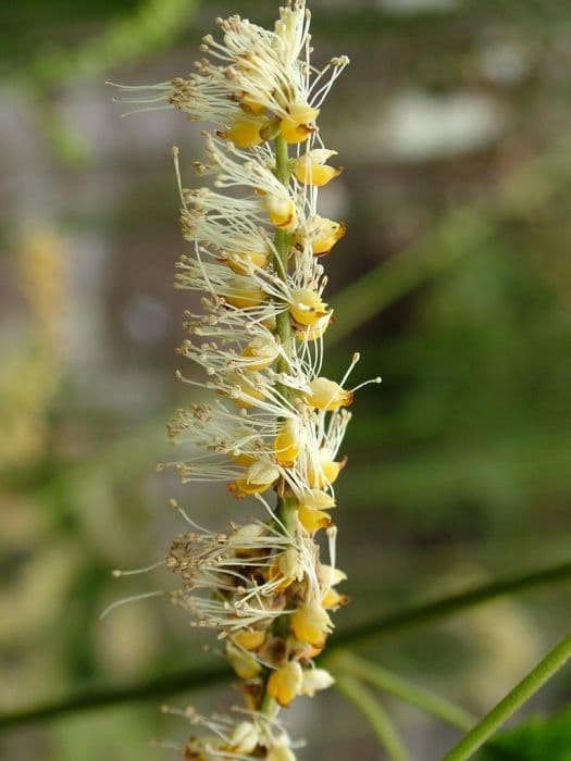 Maire's actaea