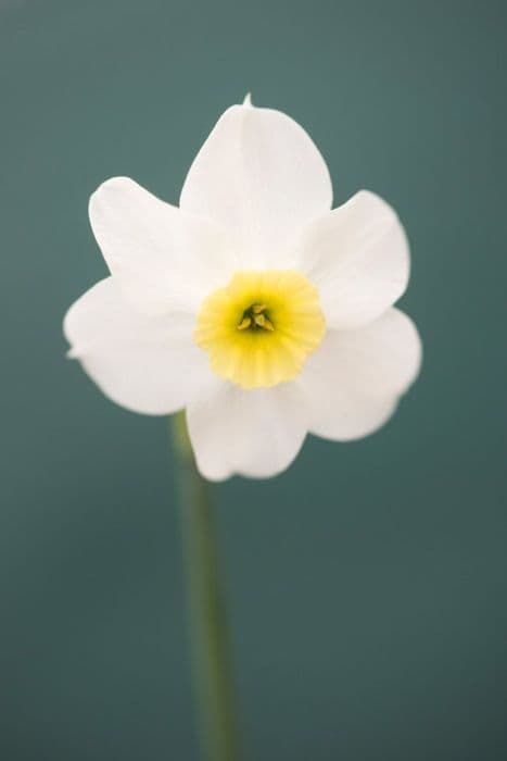 daffodil 'Yellow Xit'