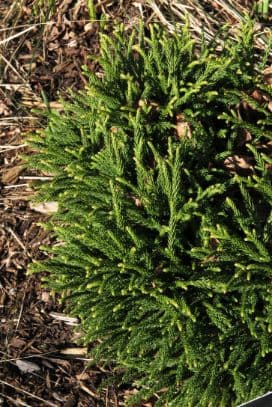 Japanese cedar 'Little Champion'