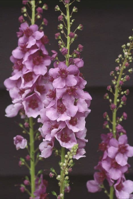 mullein 'Daisy Alice'