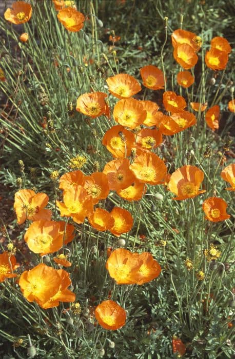 Icelandic poppy 'Summer Breeze Orange'