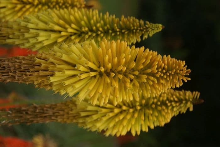 red-hot poker 'Dingaan'