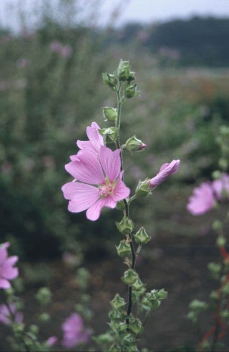 tree mallow 'Rosea'