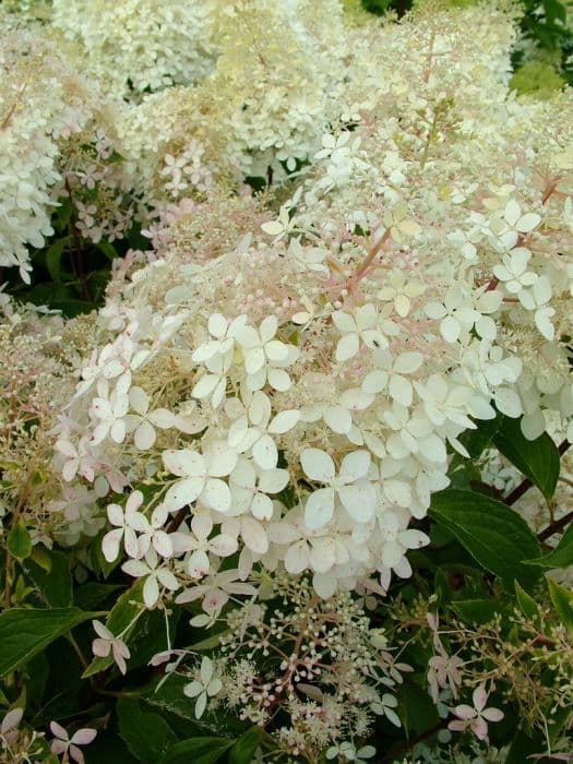 paniculate hydrangea 'Phantom'