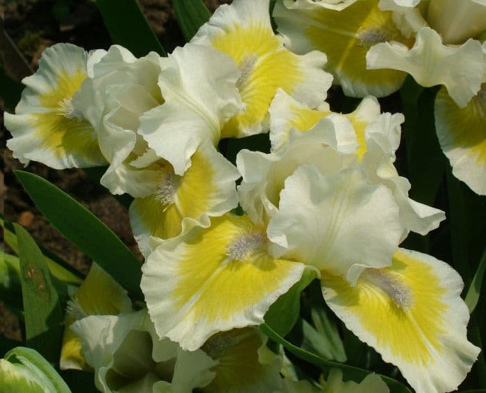 iris 'Adoring Glances'