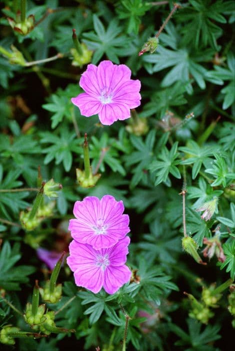 bloody cranesbill [Alan Bloom]