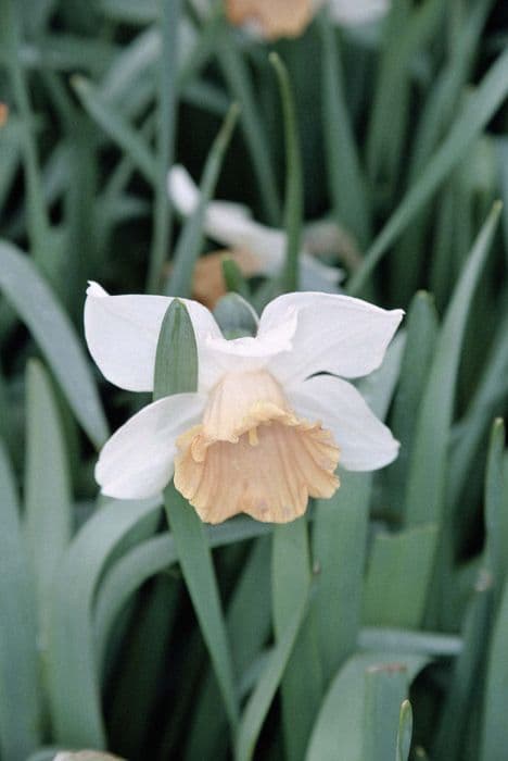 Daffodil 'Chromacolor'