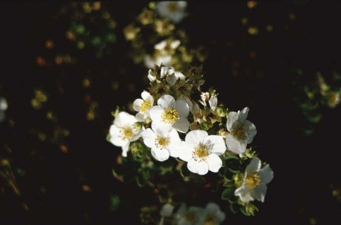 shrubby cinquefoil 'Penny White'