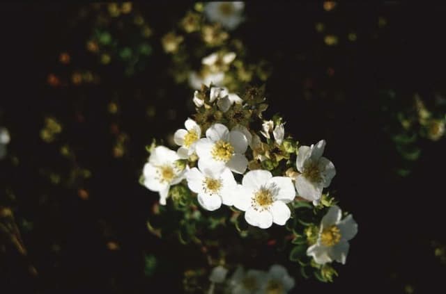 Shrubby cinquefoil 'Penny White'