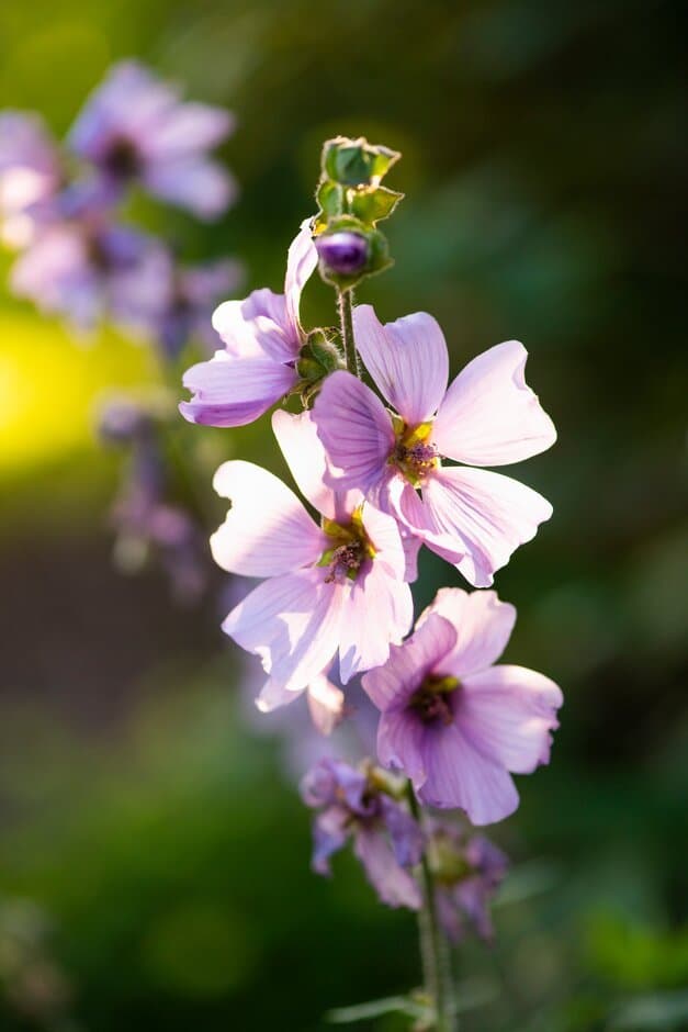 Lavatera 'Lavender Lady'