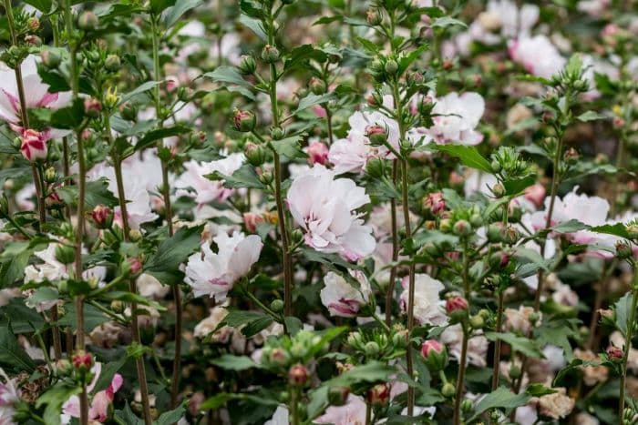 rose of Sharon 'Leopoldii'