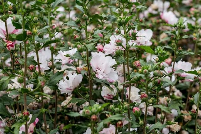 Rose of Sharon 'Leopoldii'