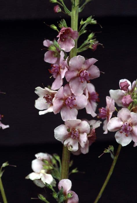 mullein 'Charles Harper'