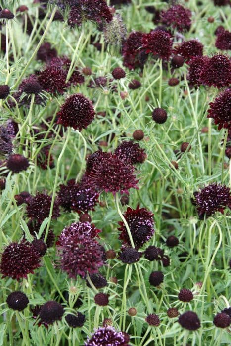 sweet scabious 'Chile Black'