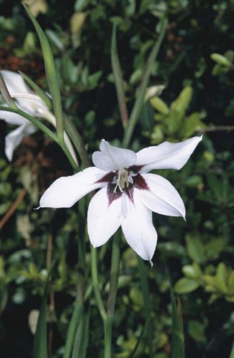 Abyssinian gladiolus