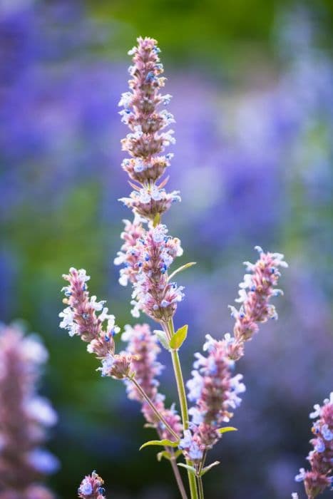 catmint 'Veluws Blauwtje'