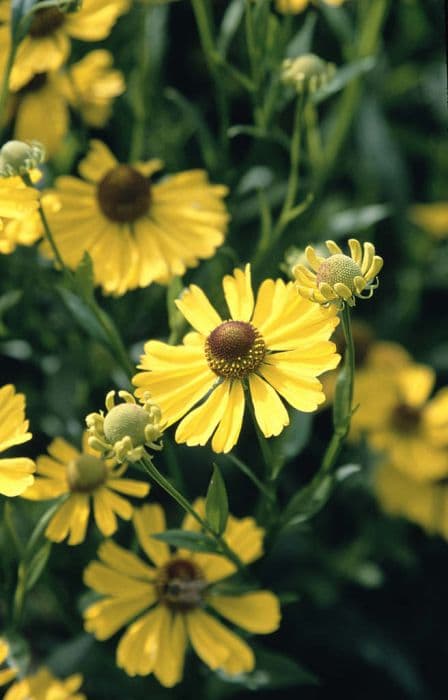 sneezeweed 'Summer Circle'