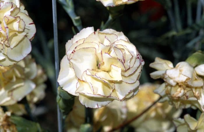 carnation 'Pennine Treasure'