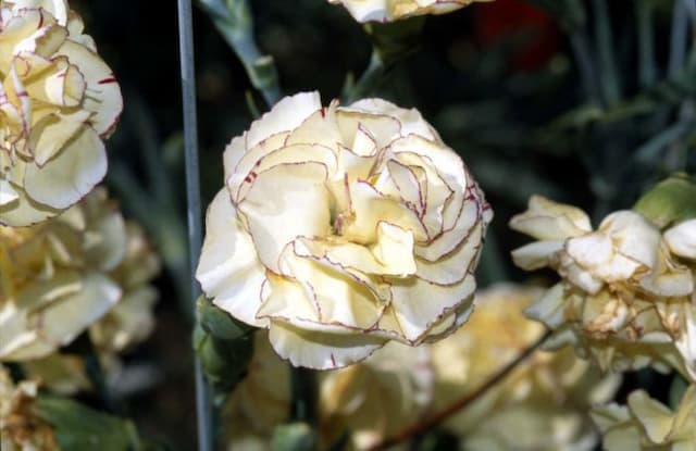 Carnation 'Pennine Treasure'