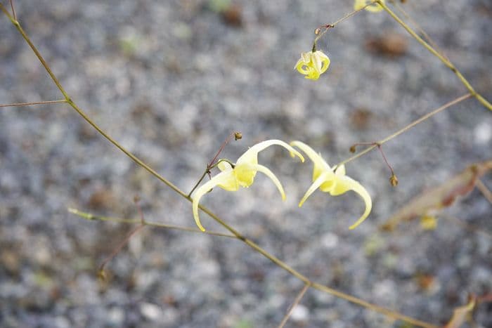 barrenwort 'Golden Eagle'