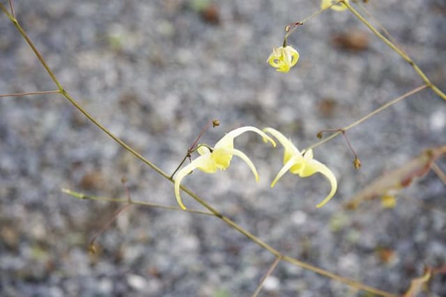 Barrenwort 'Golden Eagle'