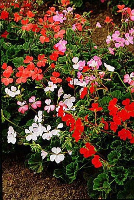 pelargonium 'Sensation Picotee'