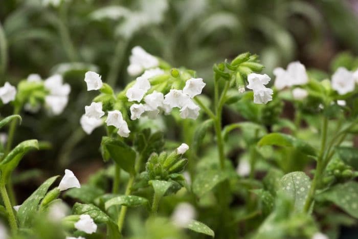 lungwort 'Ice Ballet'