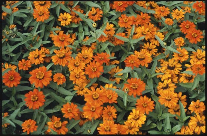 zinnia Profusion Series