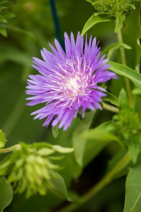 Stokes' aster 'Klaus Jelitto'