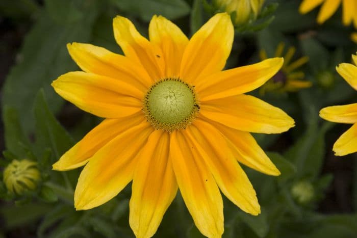 black-eyed Susan 'Prairie Sun'