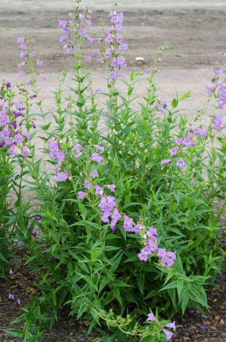 penstemon 'Pensham Tayberry Ice'