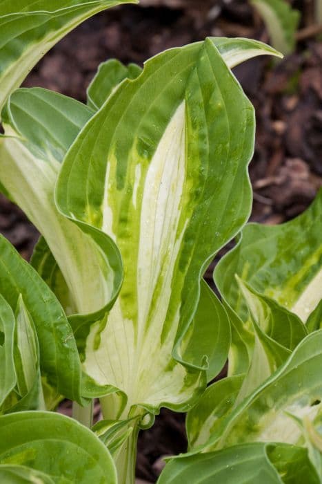 plantain lily 'Allegan Fog'