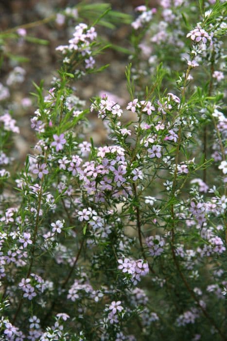 confetti bush