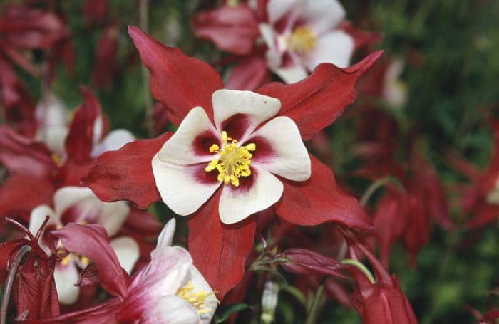 columbine 'Georgia'