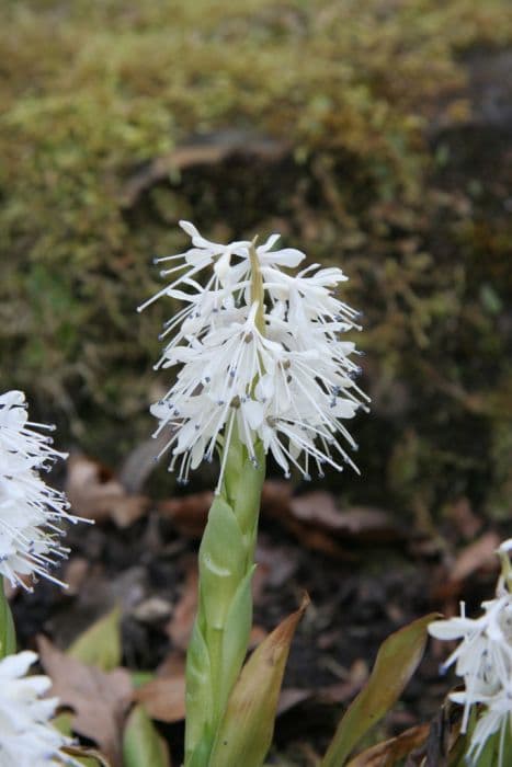 Tibetan ypsilandra