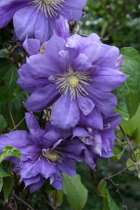 clematis [Franziska Maria]