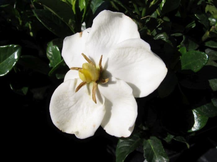 Cape jasmine 'Kleim's Hardy'