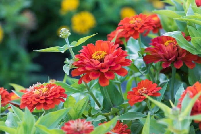 zinnia 'Dreamland Scarlet'