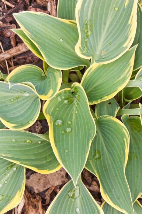 Plantain lily 'First Frost'