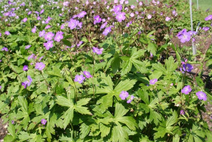 spotted cranesbill 'Spring Purple'