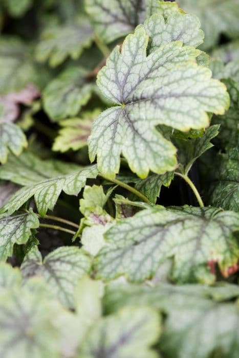 heucherella [Pink Whispers]