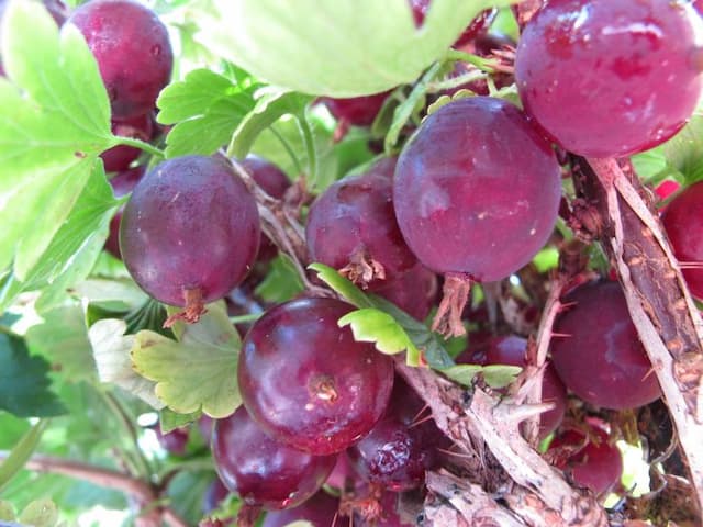 Gooseberry 'Hinnonmäki Röd'