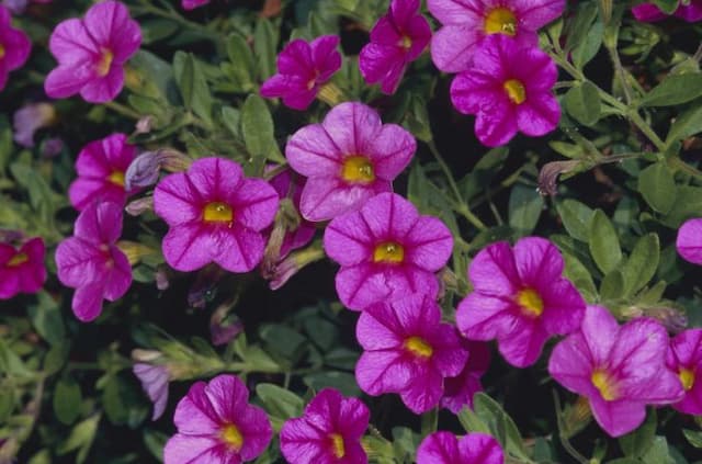 Calibrachoa [Superbells Pink]