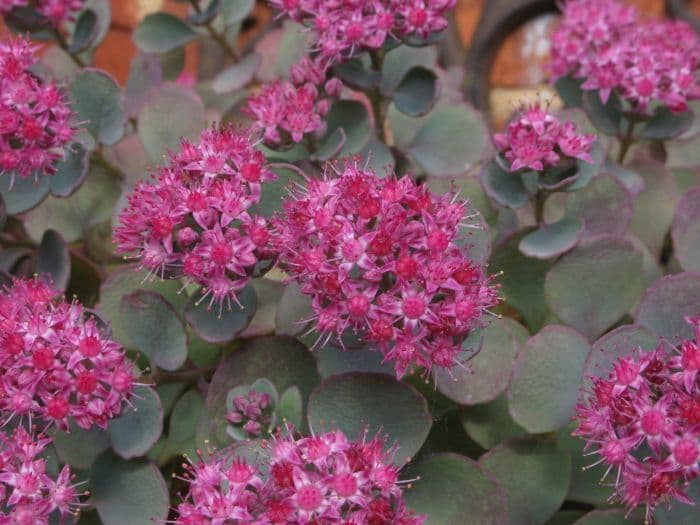 pink Mongolian stonecrop