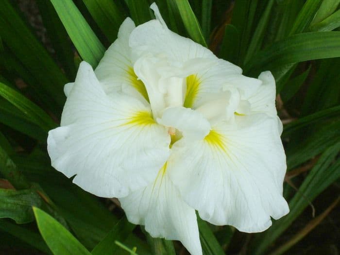 Japanese water iris 'Alpine Majesty'