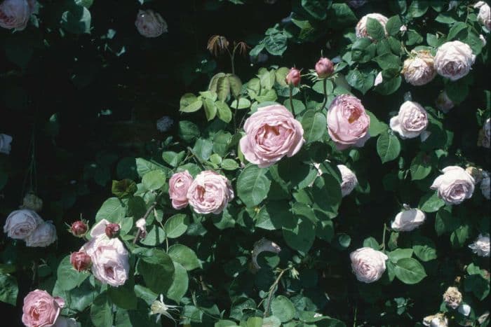 rose 'Constance Spry'