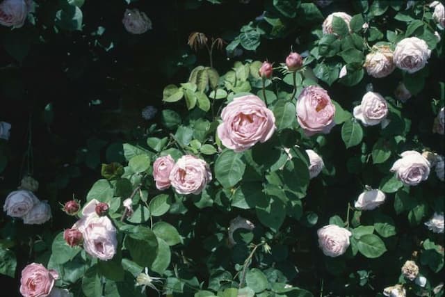 Rose 'Constance Spry'