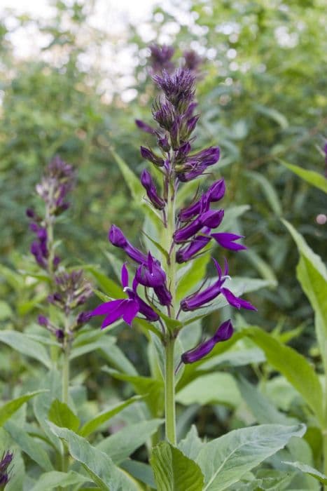 lobelia 'Hadspen Purple'