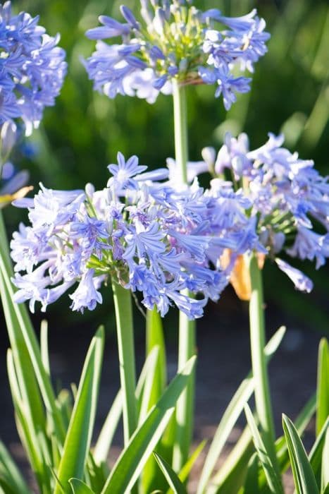 African lily 'Glen Avon'