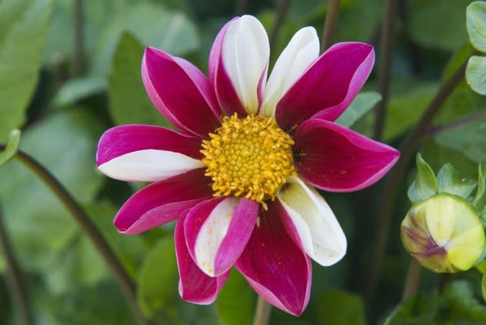 dahlia 'Twyning's Smartie'